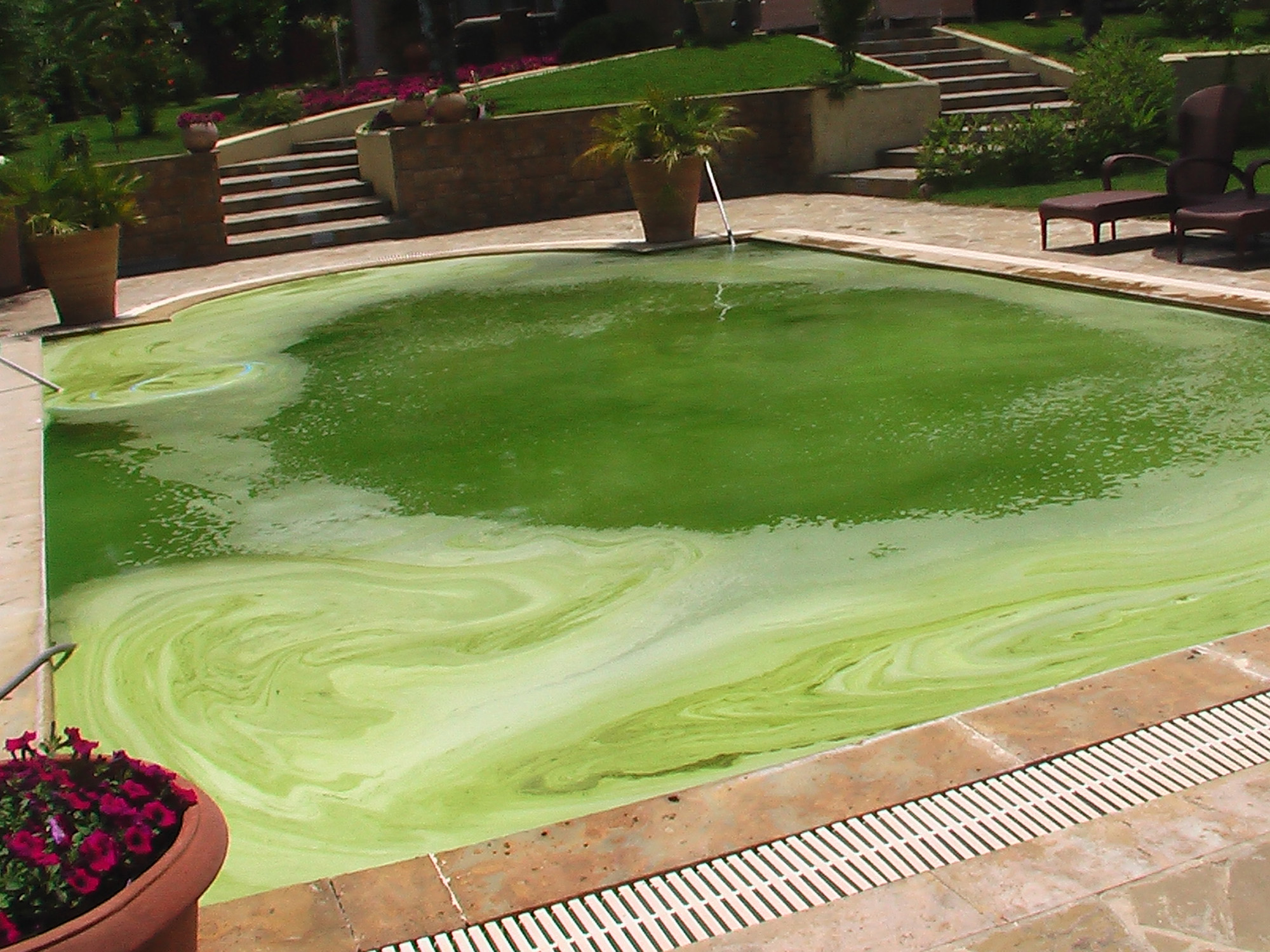 Pourquoi l'eau de ma piscine est verte