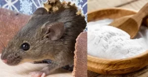se débarrasser des souris avec du bicarbonate de soude