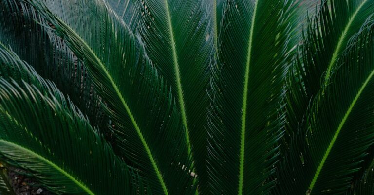 découvrez le cycas, une plante tropicale prisée pour sa beauté exotique et sa résistance. idéal en intérieur ou au jardin, le cycas apporte une touche décorative unique grâce à son feuillage élégant. conseils d’entretien, exposition et arrosage.