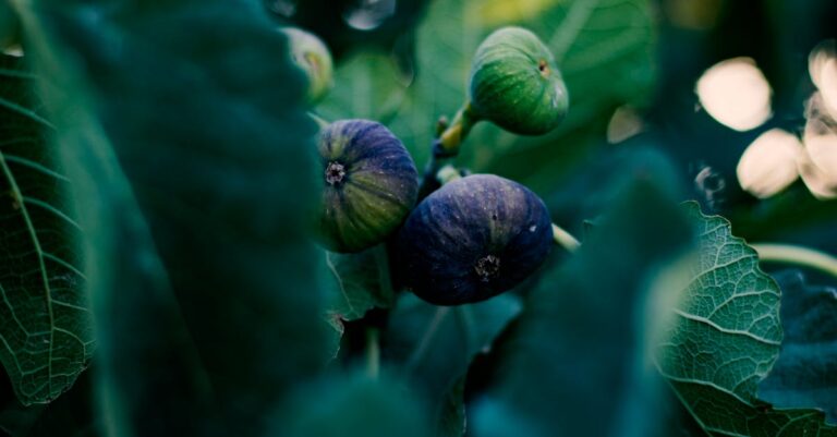 découvrez comment planter un figuier chez vous : conseils pratiques, étapes de plantation et astuces pour assurer une croissance saine et une récolte abondante de figues.