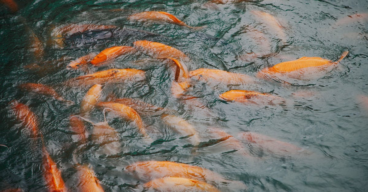 découvrez ce qu'est le skimming, une technique de fraude bancaire qui consiste à copier les données de cartes bancaires. apprenez comment elle fonctionne et comment vous en protéger efficacement.