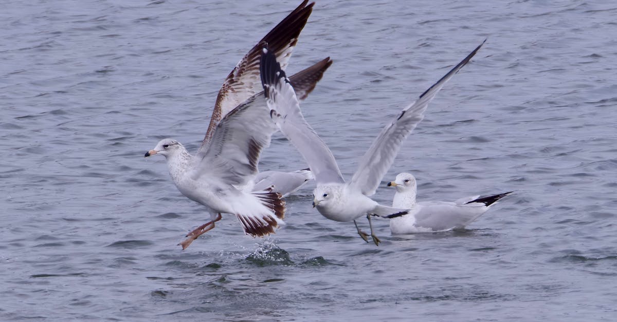 découvrez le skimming, une technique de fraude où les données de cartes bancaires sont copiées à l’aide de dispositifs illégaux, et apprenez comment vous protéger efficacement contre ce type d’escroquerie.