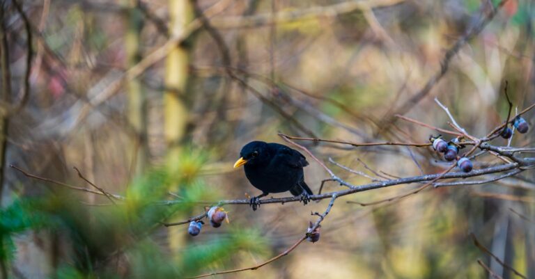 découvrez la symbolique du merle noir, un oiseau chargé de mystères et de significations profondes dans différentes cultures et traditions.