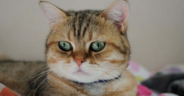 découvrez la beauté unique de l'orchidée chat, une fleur exceptionnelle aux formes fascinantes rappelant un chat, parfaite pour embellir votre intérieur.