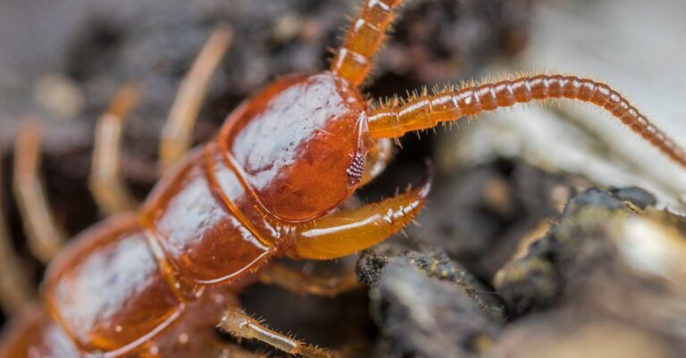découvrez tout sur les mille-pattes : caractéristiques, habitat, comportement et curiosités de ces arthropodes fascinants.