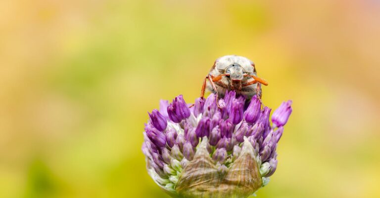 découvrez tout sur la cétoine dorée, un coléoptère remarquable connu pour sa couleur métallique et son rôle important dans l'écosystème.