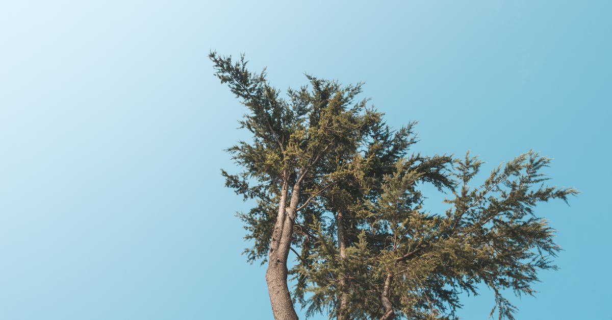 découvrez cypress, l'outil de test automatisé puissant et facile à utiliser pour garantir la qualité de vos applications web.