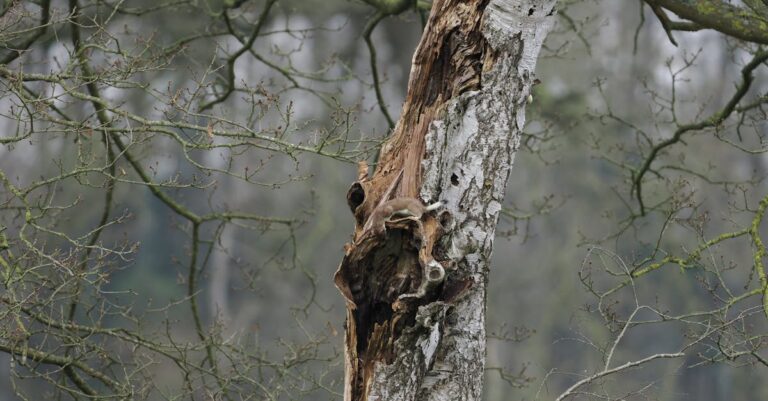 découvrez comment identifier facilement les déjections de la martre des pins grâce à notre guide détaillé d'identification du scat.
