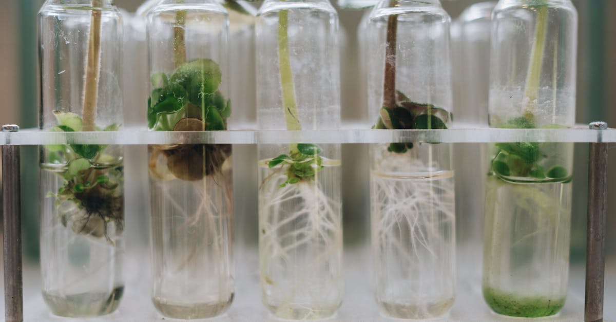 découvrez tout sur la propagation : définitions, mécanismes et exemples concrets pour mieux comprendre comment les phénomènes se propagent dans différents domaines.