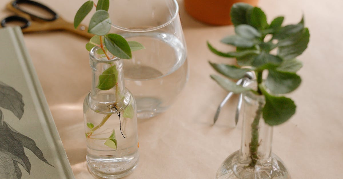 découvrez les différentes méthodes de propagation des plantes, leurs avantages, conseils pratiques et erreurs à éviter pour réussir la multiplication chez vous.