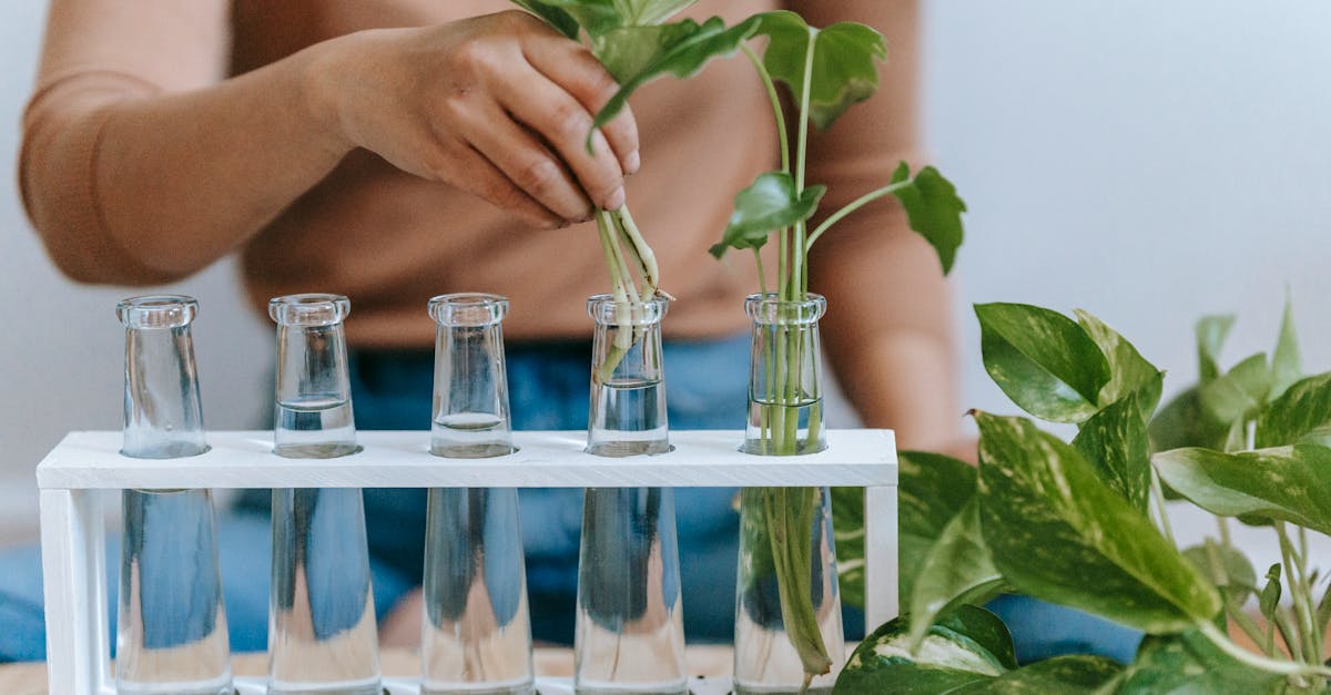 découvrez tout sur la propagation : définitions, types de diffusion dans différents contextes (science, informatique, plantes) et conseils pratiques pour mieux comprendre ce phénomène.