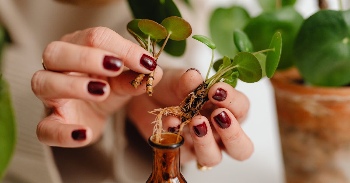 découvrez la propagation : ses principes, méthodes et applications dans divers domaines comme la biologie, la physique ou les communications. comprenez comment se propagent les ondes, les espèces ou l'information.