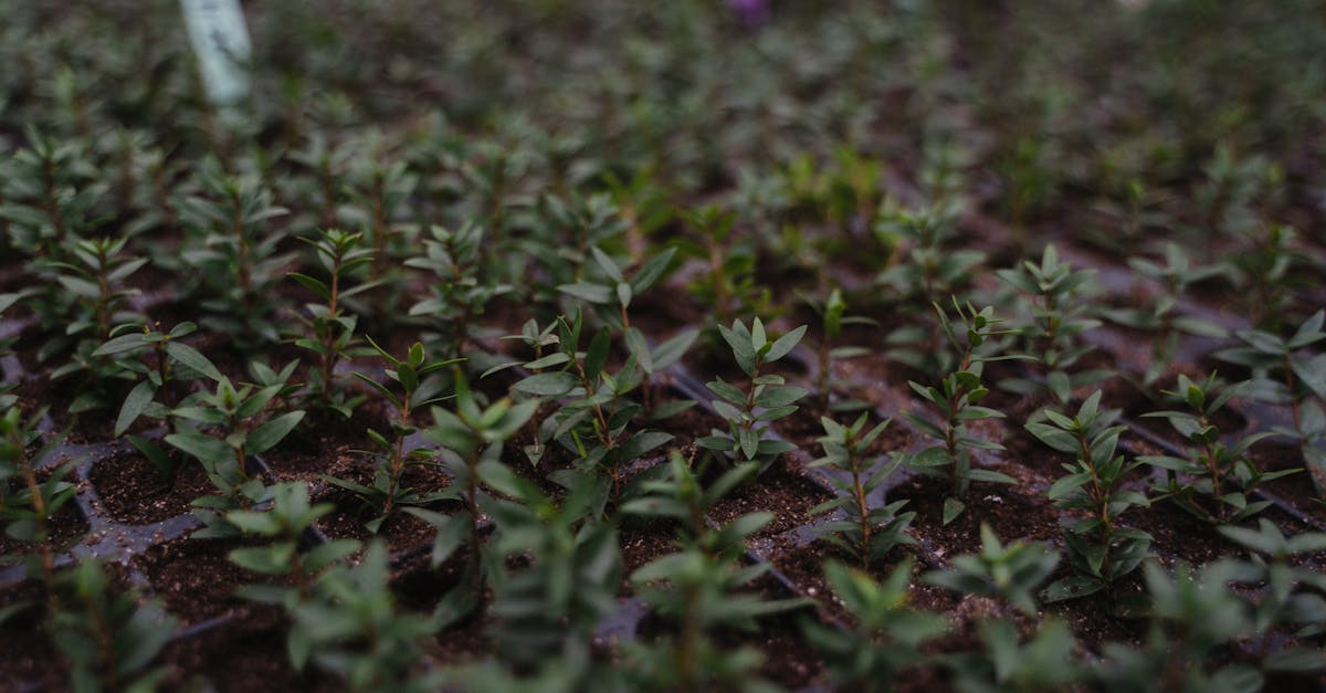 découvrez tout sur la propagation : définitions, méthodes, conseils pratiques et applications dans divers domaines pour mieux comprendre et maîtriser ce phénomène.