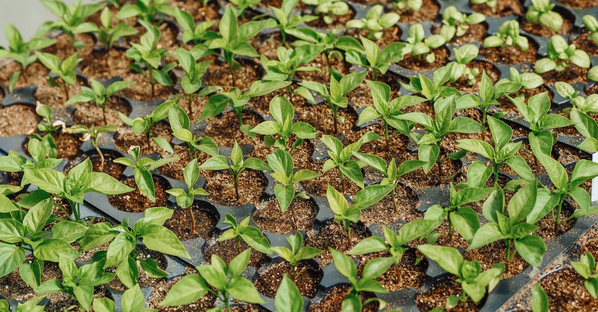 découvrez les différentes méthodes et conseils pour réussir la propagation de vos plantes, que ce soit par bouturage, division ou semis, et profitez d’un jardin fleuri et vigoureux toute l’année.