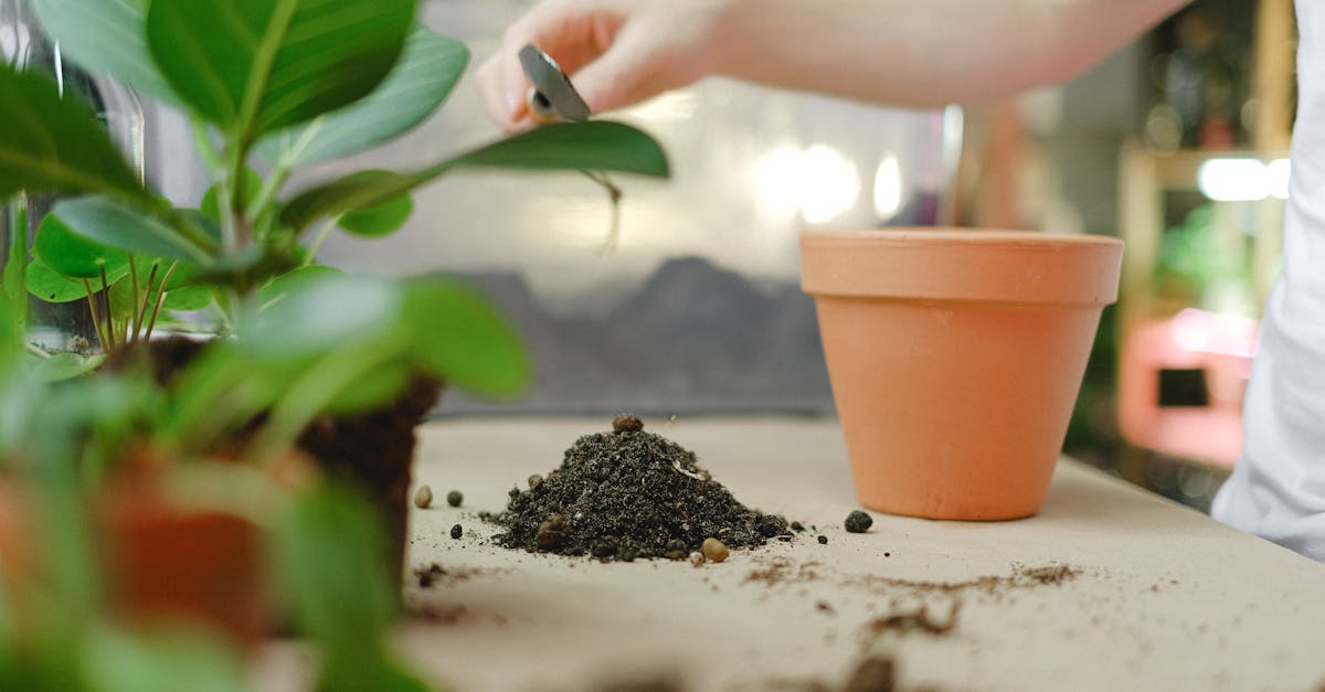 découvrez tout ce qu'il faut savoir sur la propagation : définitions, mécanismes, exemples et conseils pour mieux comprendre ce phénomène en science, en nature ou en technologie.