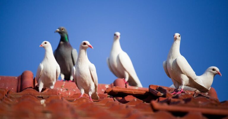 découvrez la symbolique fascinante de la salamandre, un animal mythique représentant la transformation, la résilience et le feu dans différentes cultures.