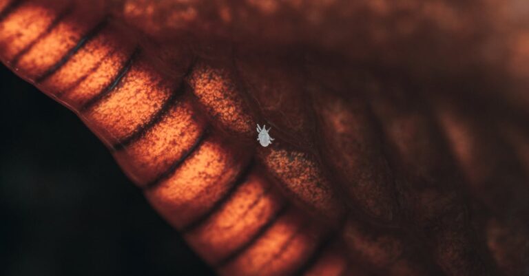 découvrez comment identifier et éliminer une infestation de musaraignes efficacement pour protéger votre maison et votre jardin des dégâts.