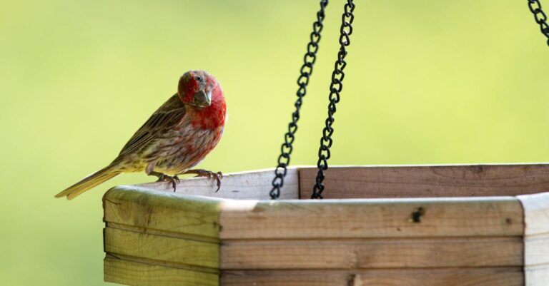 apprenez à identifier facilement les excréments d'écureuil grâce à notre guide complet. découvrez leurs caractéristiques distinctives pour mieux reconnaître leur présence.
