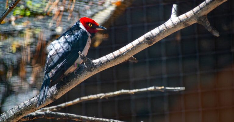 découvrez tout sur le pic, un oiseau fascinant connu pour son habileté à tambouriner les arbres et son rôle essentiel dans l'écosystème forestier.