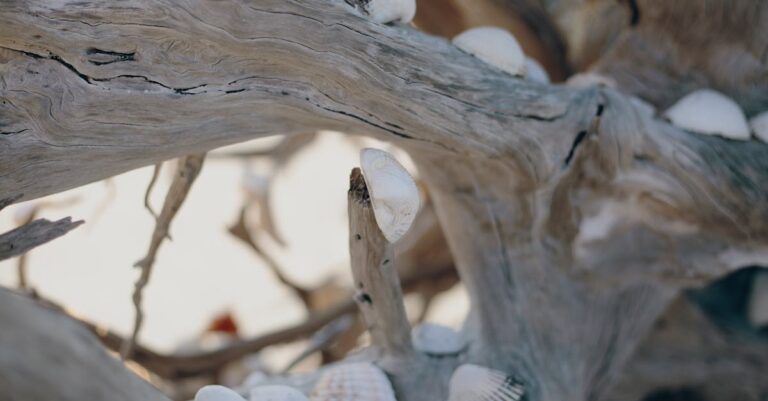 découvrez notre collection unique de décorations en bois flotté, idéales pour apporter une touche naturelle et authentique à votre intérieur.