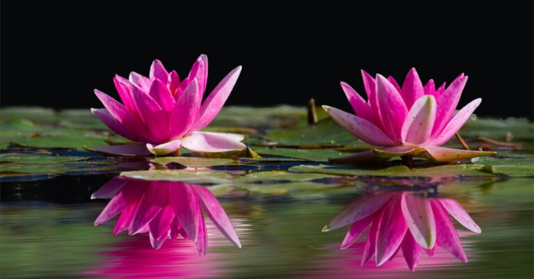 découvrez la beauté et la diversité des fleurs, symboles de nature, d'amour et d'émotion, parfaites pour toutes les occasions.