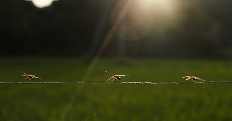 découvrez des insectes fascinants dont la durée de vie est inférieure à 24 heures, leurs caractéristiques uniques et leur rôle dans l'écosystème.