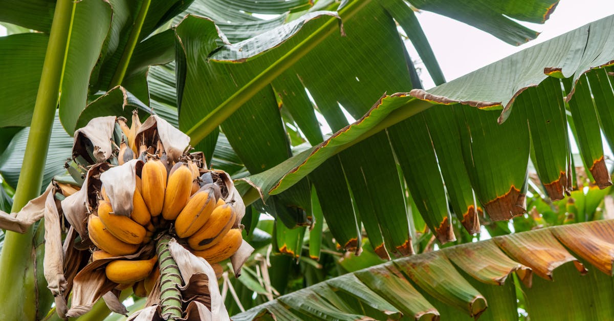 découvrez le temps fructification d'un bananier et les meilleures conditions pour récolter ses fruits mûrs et savoureux.