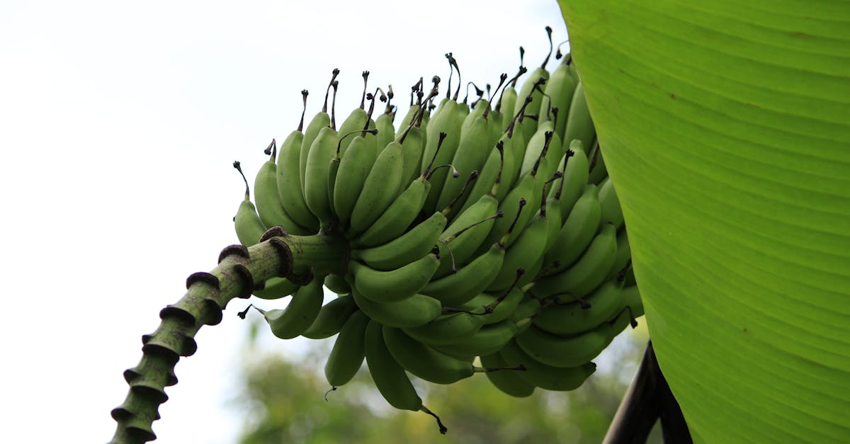 découvrez quand et comment un bananier commence à produire ses fruits, et les meilleures conditions pour optimiser la fructification.