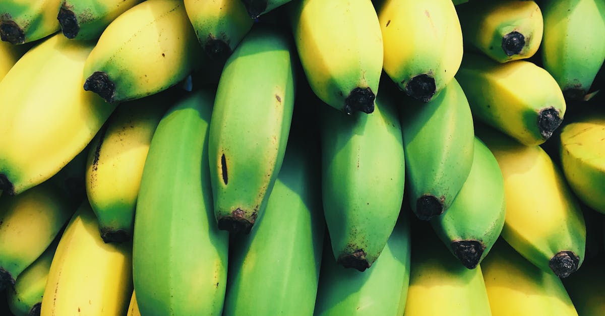 découvrez la période de fructification des bananiers et comment maximiser la production de vos fruits tropicaux.