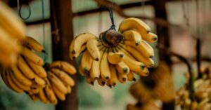 découvrez quand et comment un bananier commence à produire des fruits, avec des conseils pour optimiser la fructification.