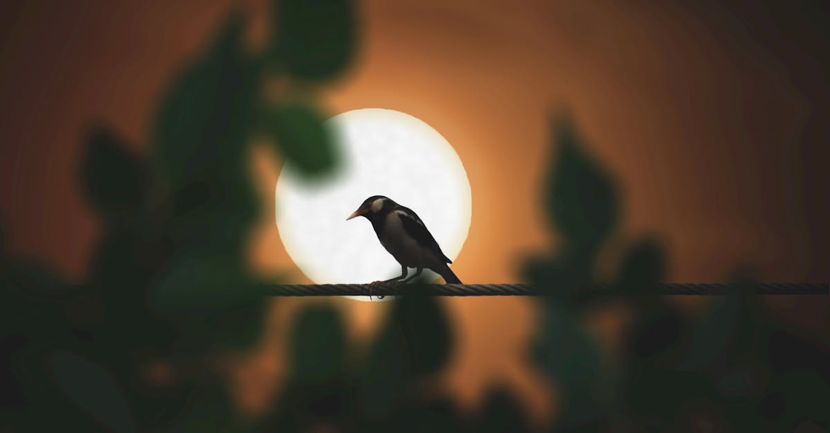 découvrez blackbird, une expérience unique mêlant mystère et élégance. plongez dans l'univers captivant de blackbird et laissez-vous séduire par son charme inégalé.