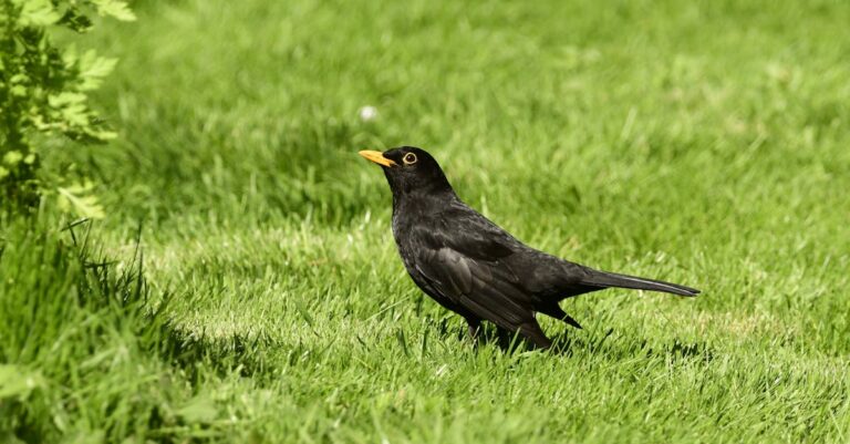 découvrez l'univers captivant de blackbird, une expérience unique alliant élégance et mystère.