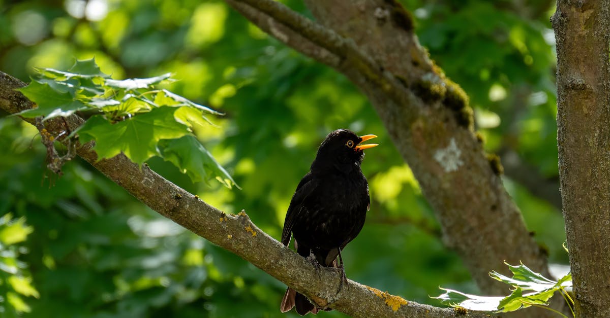 découvrez tout sur l'œuf de merle : caractéristiques, habitat et curiosités de cet oiseau fascinant.