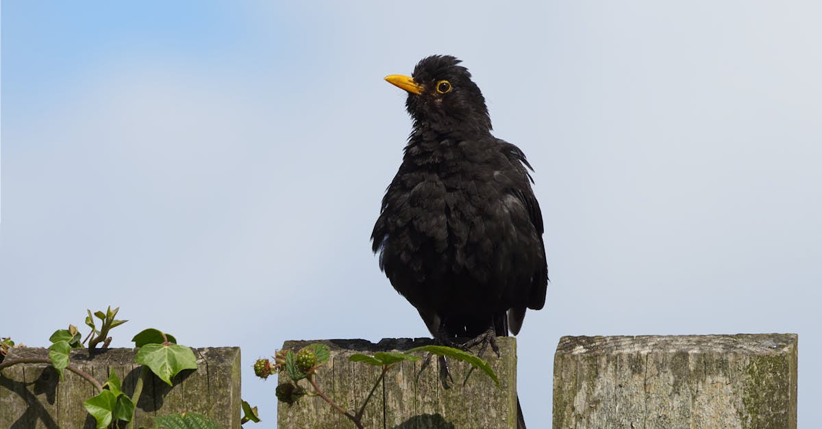 découvrez tout sur l'œuf de merle noir : caractéristiques, habitat et signification dans la nature.