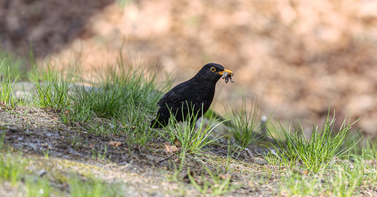 découvrez tout sur l'œuf de merle : son apparence, son rôle dans la nature, et des faits fascinants sur cet oiseau emblématique.