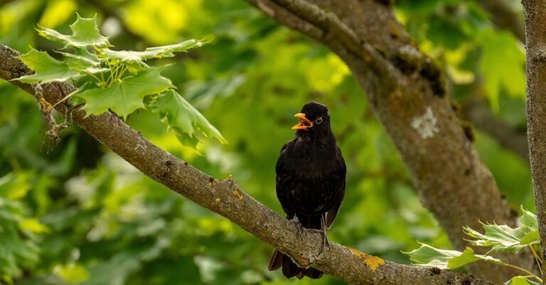 découvrez tout sur l'œuf du merle noir : caractéristiques, habitat, et curiosités naturelles.