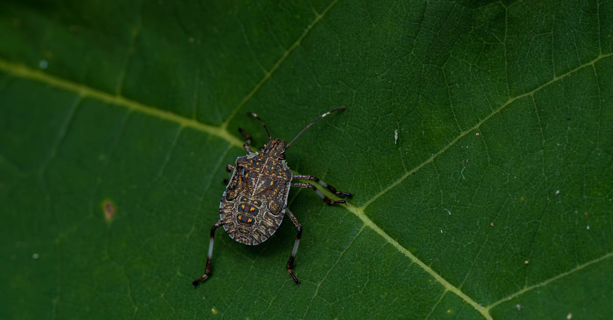 découvrez tout sur la punaise diabolique marbrée brune, un insecte envahissant connu pour son odeur désagréable et son impact sur l'agriculture.