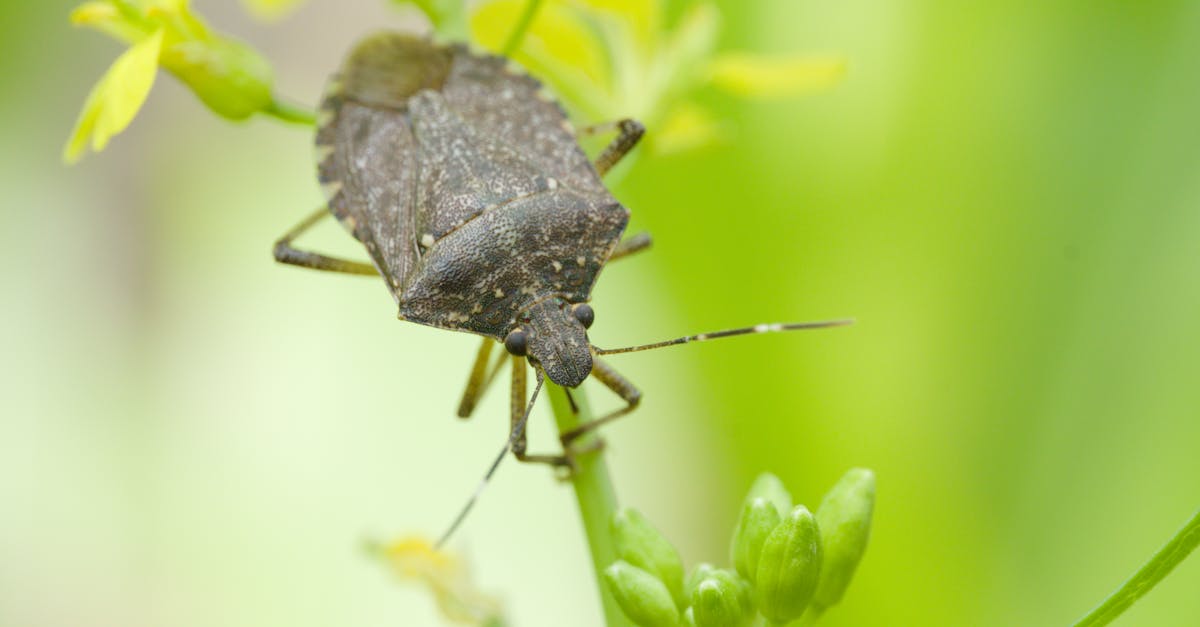 découvrez le punaise marbrée brune, un insecte invasif connu pour son odeur désagréable et son impact sur les cultures. informez-vous sur son identification et les méthodes de contrôle.