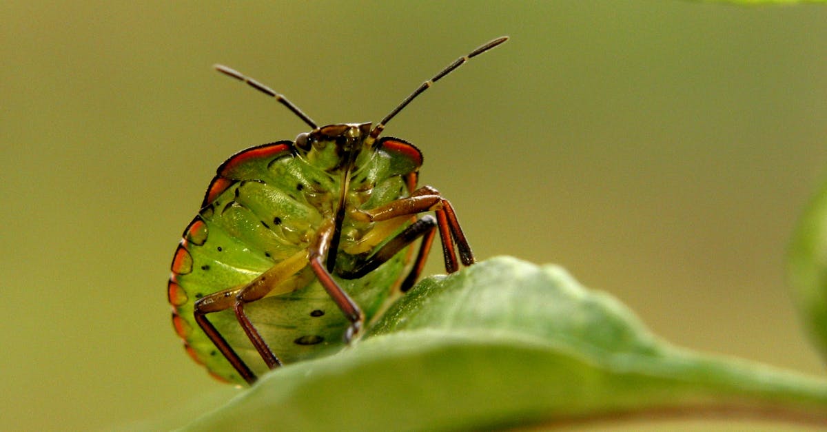 découvrez la punaise diabolique à bouclier marbré brun, un insecte envahissant connu pour ses odeurs désagréables et son impact sur les cultures.