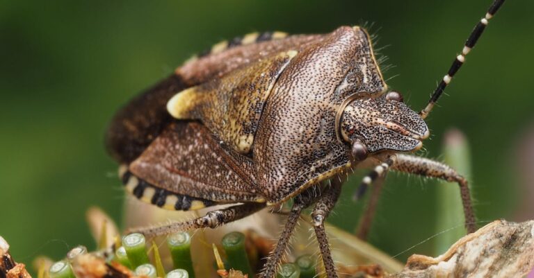 le brown marmorated stink bug est une punaise invasive reconnaissable à son corps marbré brun et à l'odeur désagréable qu'elle dégage lorsqu'elle est dérangée.