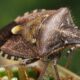 le brown marmorated stink bug est une punaise invasive reconnaissable à son corps marbré brun et à l'odeur désagréable qu'elle dégage lorsqu'elle est dérangée.