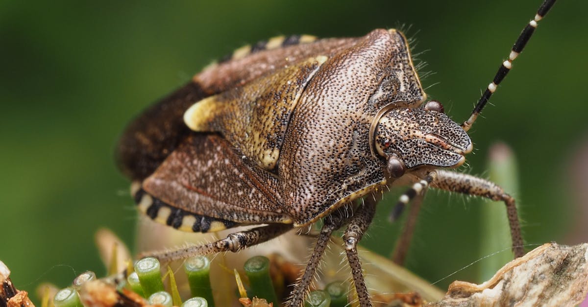 le brown marmorated stink bug est une punaise invasive reconnaissable à son corps marbré brun et à l'odeur désagréable qu'elle dégage lorsqu'elle est dérangée.