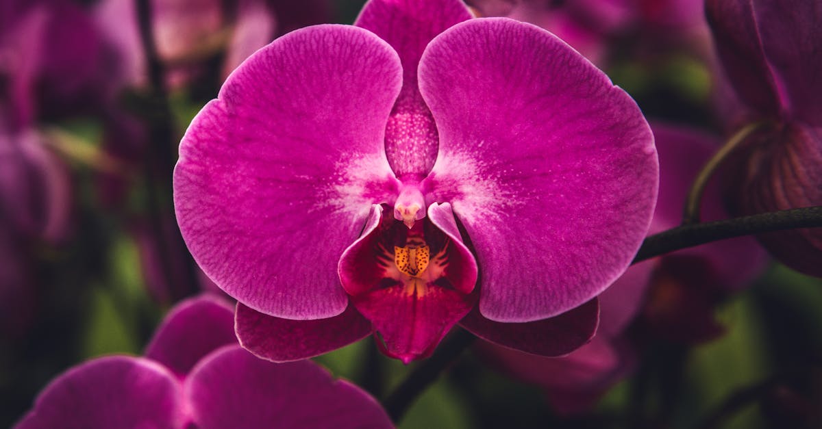 découvrez la beauté unique de l'orchidée chat, une fleur exotique au charme félin, parfaite pour embellir votre intérieur avec élégance.