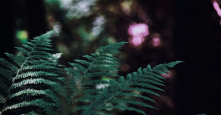découvrez l'élégante orchidée chat, une fleur unique aux pétales rappelant les oreilles et le visage d'un chat, parfaite pour embellir votre intérieur avec une touche exotique.