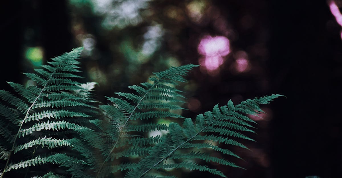 découvrez l'élégante orchidée chat, une fleur unique aux pétales rappelant les oreilles et le visage d'un chat, parfaite pour embellir votre intérieur avec une touche exotique.