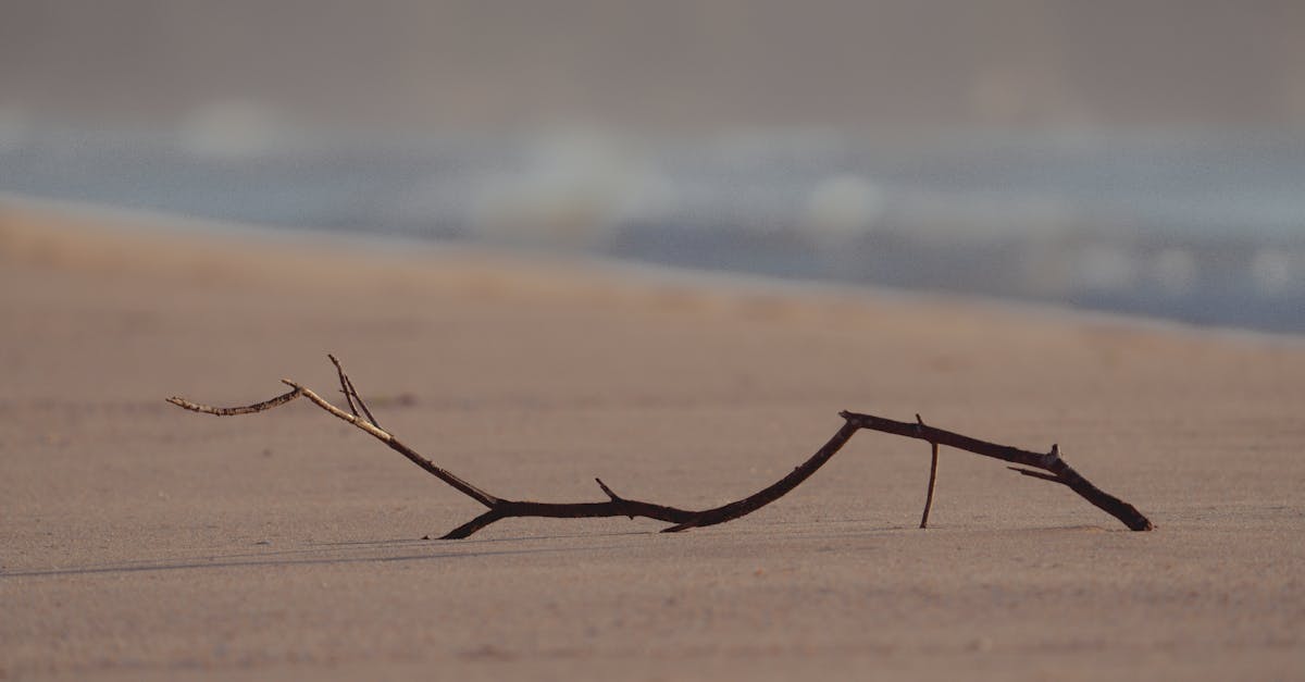 découvrez tout sur le mille-pattes : habitat, comportement, et caractéristiques fascinantes de cet arthropode unique.