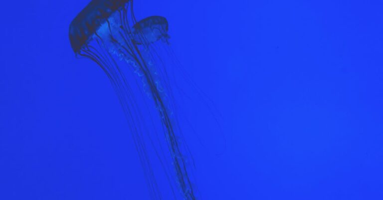 découvrez tout sur les mille-pattes : caractéristiques, habitat, alimentation et rôle écologique de ces arthropodes fascinants.