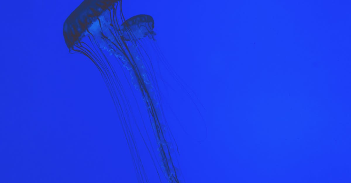 découvrez tout sur les mille-pattes : caractéristiques, habitat, alimentation et rôle écologique de ces arthropodes fascinants.