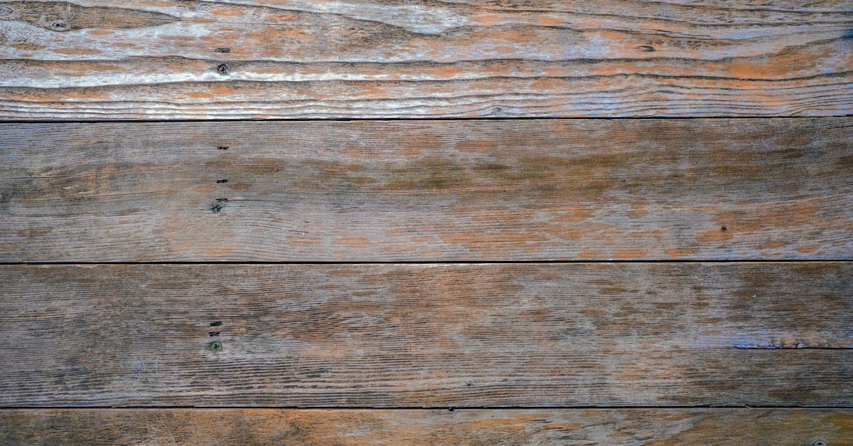 découvrez tout sur le hanneton, cet insecte fascinant connu pour sa taille impressionnante et son impact sur les cultures agricoles.