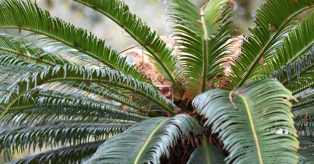 découvrez comment tailler vos cycas de manière efficace pour favoriser leur croissance et préserver leur beauté naturelle.